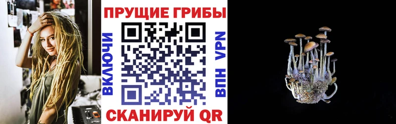 купить наркотики сайты  Шарья  Псилоцибиновые грибы Cubensis 